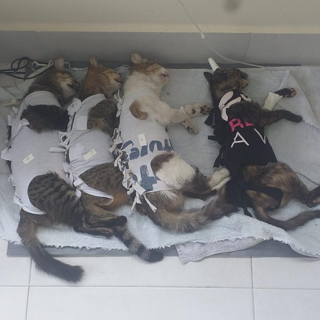 Imagens de quatro gatos deitados sobre uma toalha.