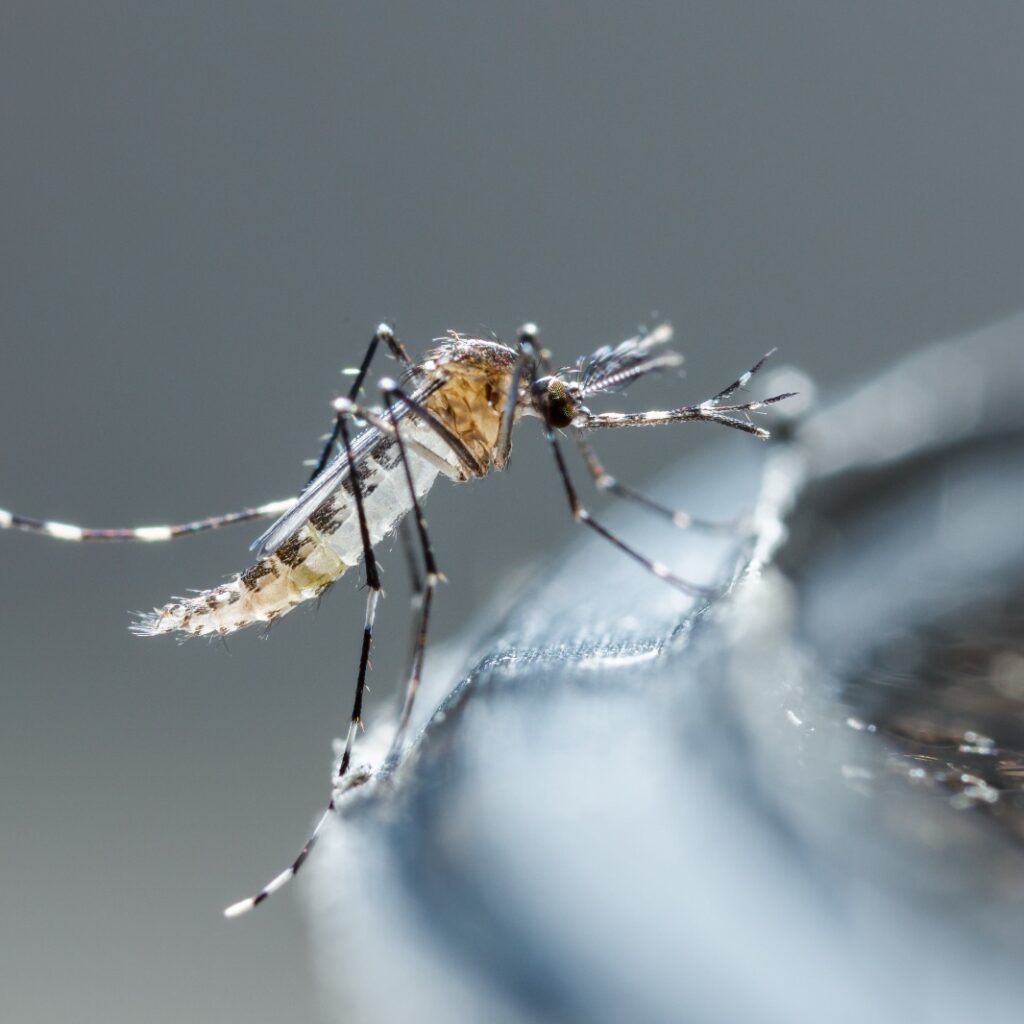 Imagem de um mosquito aedes aegypti em cima de um recipiente com água em alusao ao combate a dengue