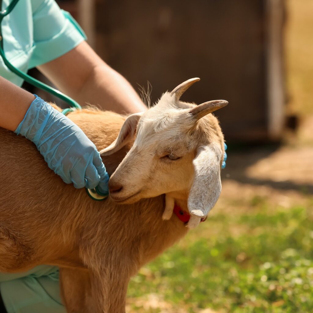 veterinário consultando bode