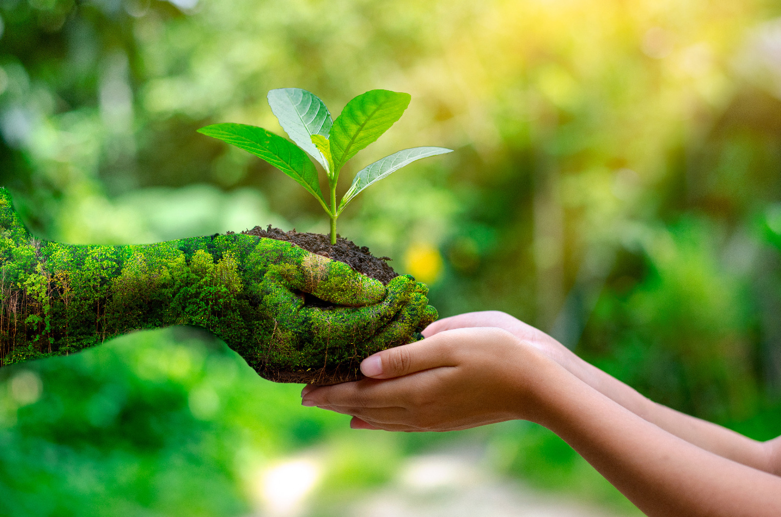 imagem de duas pessoas com as mãos proximas segurando uma planta em alusao a agenda ambiental do MPRN